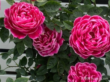 日本玛丽月季/玛丽玫瑰月季Marie Rose