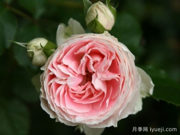 绒球门廊月季/绒球花环/门廊绒球/夏日羊绒Pompon Veranda