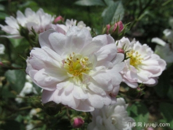 桑利总裁月季President Shanley