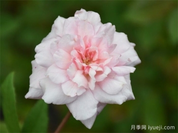 塞西尔布伦纳月季/塞西尔布吕耐Cecile Brunner