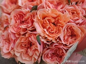 腮红丽娃月季/腮红瑞瓦Blushing Reeva