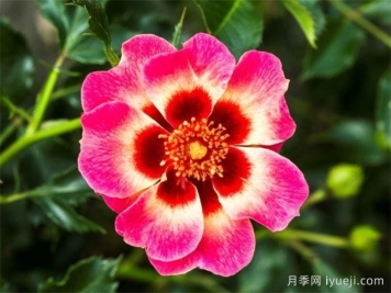 腮红巴比伦眼睛月季Blushing Babylon Eyes