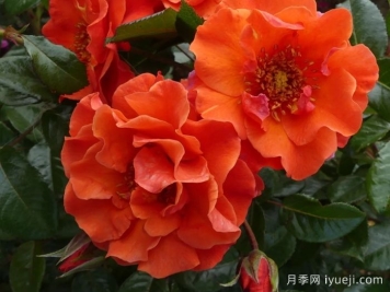 什罗普郡之星月季Shropshire Star