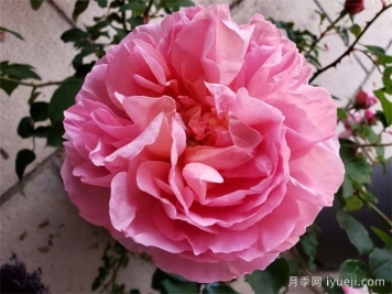 舍农索城堡的女人月季/达梅思/舍农索的夫人们Dames de Chenonceau