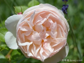 尚塔尔托马斯月季/玉玲珑Chantal Thomass