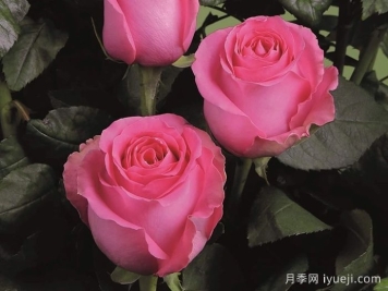 上海夫人月季/上海淑女Shanghai Lady