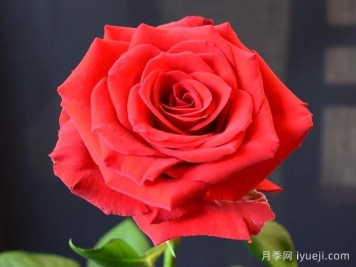 上层阶级月季/上流社会Upper Class