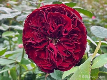 盛大庆典月季/千禧年月季Grand Jubilee