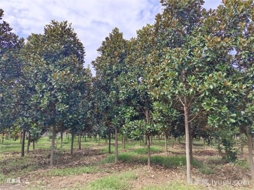 园林苗木的美化作用