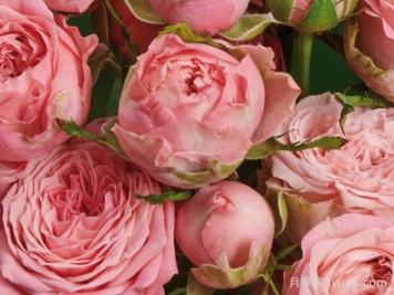 珊瑚溜溜球月季Coral YoYo