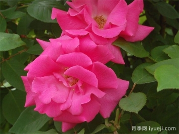 瑟菲席妮杜鲁安月季/择飞铃岛音Zephirine Drouhin