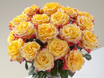 失地之火月季/焰火玫瑰High Yellow Flame