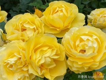 太阳来了月季Here Comes the Sun