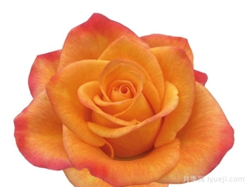 太阳火月季/骄阳/阳光Sunfire