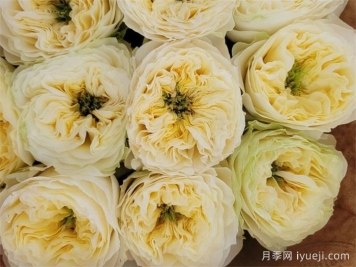 索尔斯伯里山月季Solsbury Hill