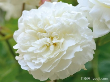 苏珊威廉姆斯埃利斯月季Susan Williams-Ellis