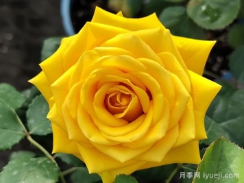 苏格兰黄油月季Butter Scotch