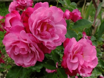 苏菲的永恒月季/索菲的长青Sophie's Perpetual