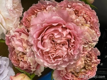 四樱月季/唯有樱花月季All four cherry blossoms