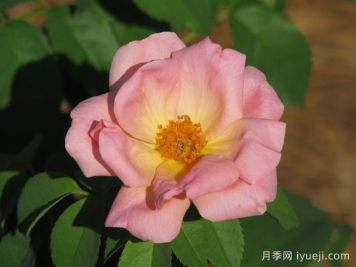 桃色绝代佳人月季/桃红绝代佳人Peachy Knock Out