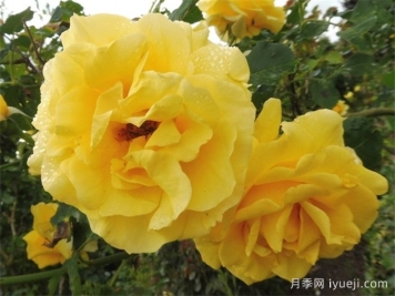 藤本金兔子月季Cl Gold Badge