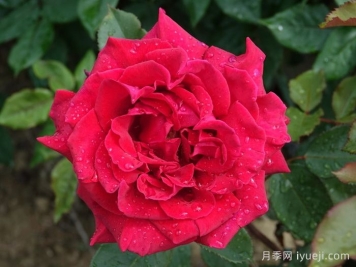 天鹅绒香水月季/丝绒香水Velvet Fragrance