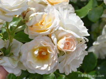 天狼星月季/马丁路德玫瑰Sirius