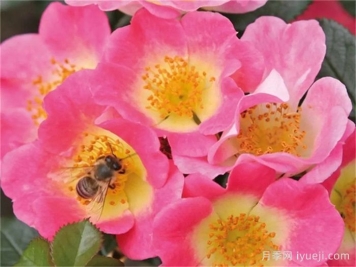 托普琳娜月季Topolina