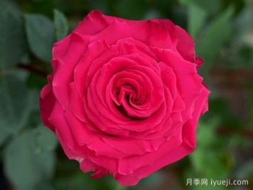 完美蒙蒂月季/浑身是胆Full Monty