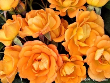 甜蜜魔法月季Sweet Magic