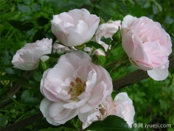 甜蜜玫迪兰月季/甜蜜美地兰Sweet Meidiland