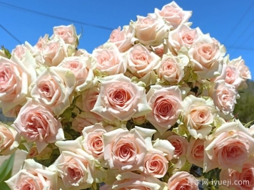 甜蜜萨拉月季/甜蜜沙拉Sweet Sara