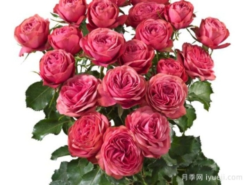 伟大潮流月季Grand Trendsetter