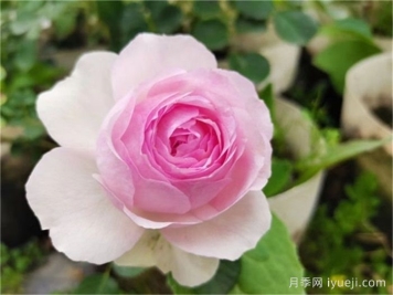 维萨里月季Vesalius