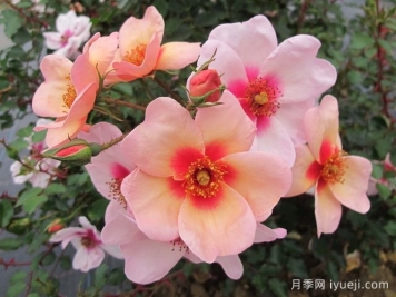 微笑的眼睛月季Smiling Eyes