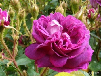 威廉洛布月季/威廉洛博/威廉罗伯/威廉罗布William Lobb