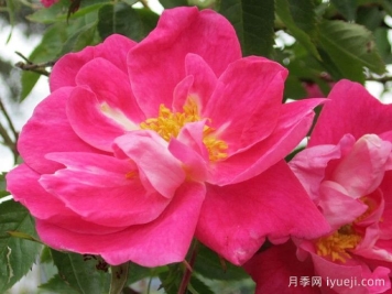 威廉巴芬月季William Baffin