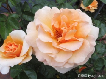 威尔士金月季Welsh Gold