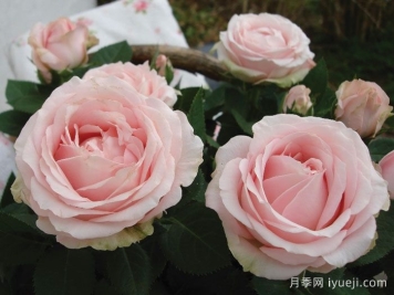 无限公主月季Princess of Infinity