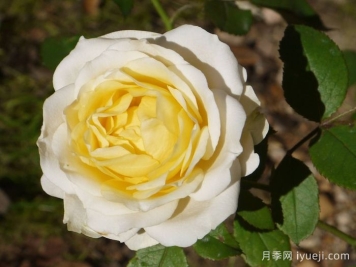 无限永远月季/英菲尼迪Infinity