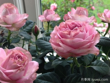 无限粉红月季/粉色无限月季Pink Infinity