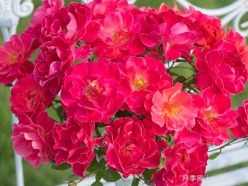 西子伊人月季/万山红霜