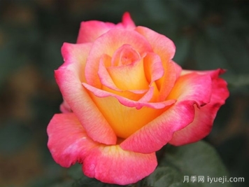 希腊之乡月季/希拉之香Incense of Greece