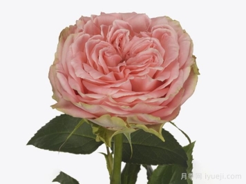 乡村珊瑚女孩月季Country Spirit Coral Girl