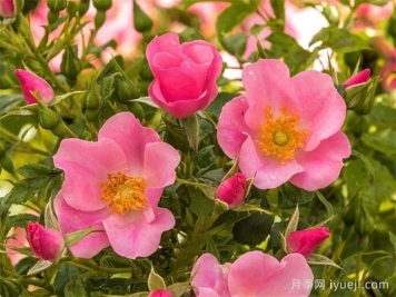 乡村女士月季Land Frauen