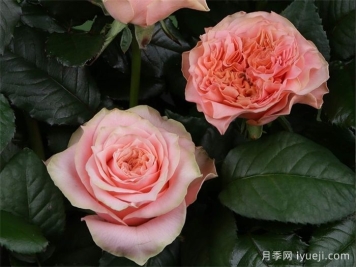 乡村浪漫月季Country Spirit Romance