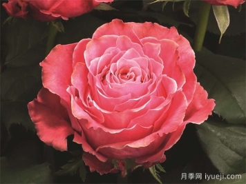 乡村花园月季Country Spirit Garden