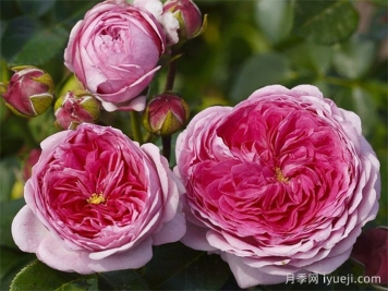 现代艺术月季Modern Art