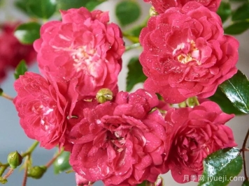 仙女皇后月季/妖精皇后Fairy Queen