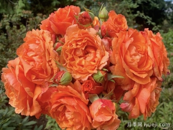 夏日炎热月季Summer Heat